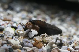 다슬기 3마리 (2cm 전후)