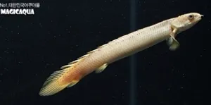 폴립테루스 세네갈 (6cm 전후)