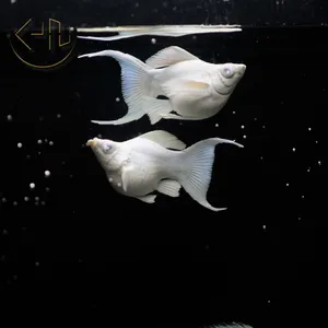 플레티넘 보석눈 몰리