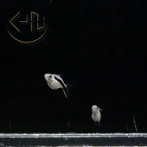 발룬 펭귄 테트라