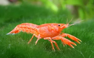 미니 오렌지 가재