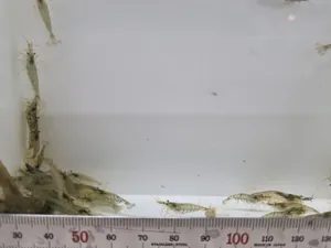 생이새우(100마리) 이끼제거, 먹이용 새우 + 붕어마름 3촉