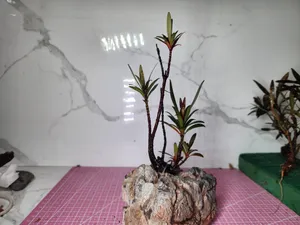 미누옹 트리 [중] 15~20cm 1포트
