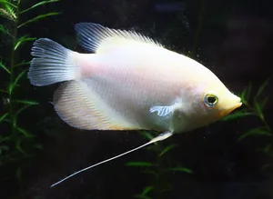 자이언트 구라미 (6~7cm 전후)