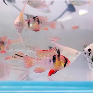저먼팝 벌룬 라미레지