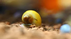 (한정행사) 애플스네일(1.5cm 전후)