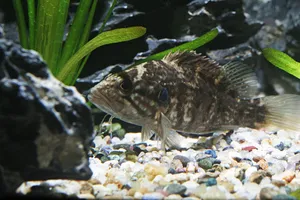 꺽지 (3~6cm 전후)