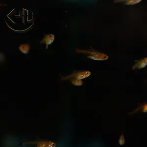 엠버 테트라
