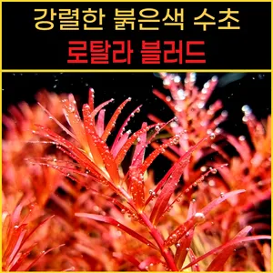 로탈라 블러드 레드 6줄기 수초