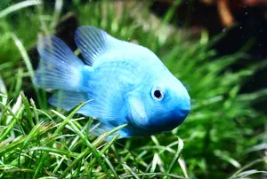 블루 혈앵무 (6cm 전후)