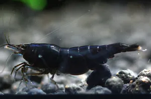 초콜릿 쉬림프 (1~1.5cm 전후)