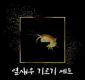 옆새우 기르기 세트 (중)