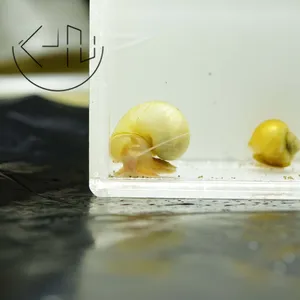 알비노 애플 스네일