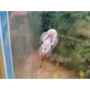 보르네오 가오리 비파 1마리