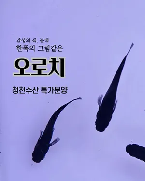 ★★초특가★★ 오로치 메다카(암수랜덤)