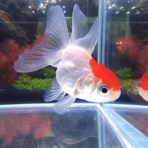 꼬마단정 ( 5 cm 전후 )
