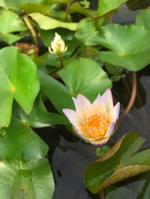 수련 랜덤 1뿌리 (수생식물 연못식물 연못수초 분홍색 흰색 붉은색꽃)