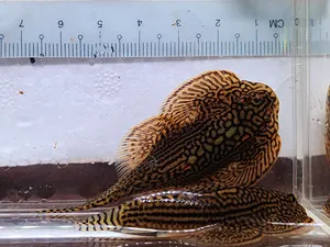 야생 자이언트 힐스트림 로치 6~7cm 5마리 [품절]