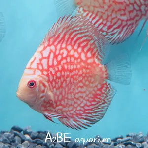 색감굿 /피존 블르드 스네이크스킨 디스커스 / 7-10cm 내외 / 1마리