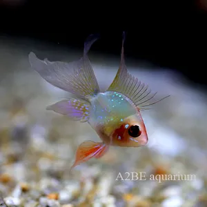 볼터치 골든볼 라미레지 롱핀 / 1.5-2 cm 전후 / 1마리
