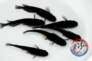 오로치 메다카 5