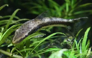 오토싱 2마리 (3cm 전후)