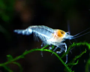 스노우볼 쉬림프 (1~1.5cm 전후)