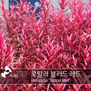  붉은 초보자용 수초 / 로탈라 블러드 레드 / 5촉