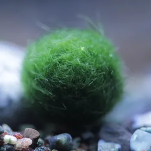 수초 미니 모스볼 1cm 1개