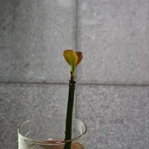 새싹 자란 맹그로브 1개