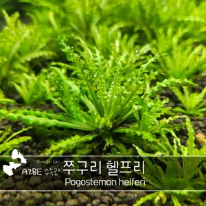  쭈굴쭈굴 /쭈구리 헬프리 / 3촉