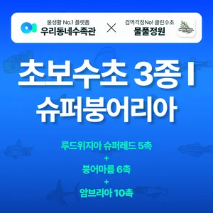 슈퍼붕어리아 세트 - 루드위지아 슈퍼레드 + 암브리아 + 붕어마름