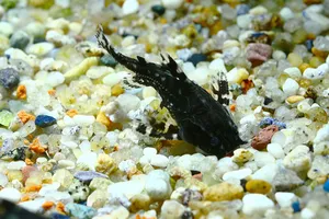 라파엘캣 (4~5cm 전후)