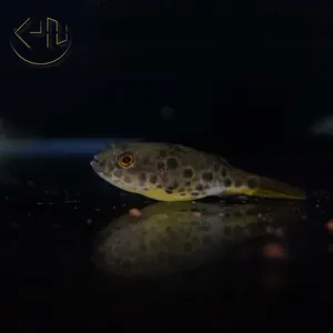 슈테데니 복어