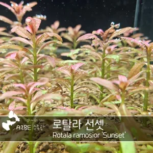 이쁘고 튼튼한 / 로탈라 선셋 / 5촉