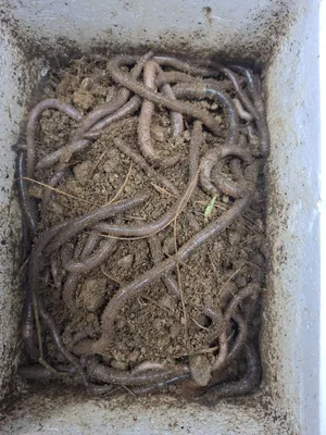 청정 산지렁이 5~10cm 전후 120마리