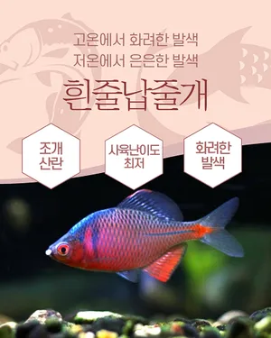 [특가분양] 혼인색 탑티어! 흰줄납줄개 2마리