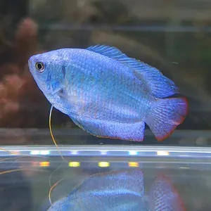 코발트 구라미 ( 4 ~ 5cm )