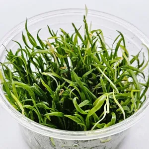 코브라글라스 - 조직배양(라지컵)