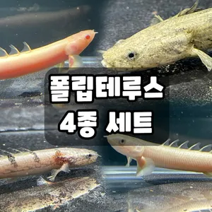 드디어 입고[고대어 폐어]폴립테루스 4종세트 (세네갈 알네갈 엔드리케리 데르헤지)