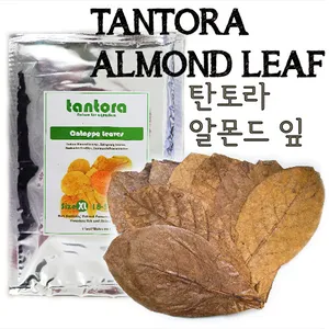 탄토라 나노 알몬드 잎 18~30cm (10 Leaves)
