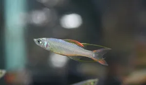 뉴기니아 레인보우 2마리 (3cm전후)
