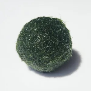마리모 소(1cm 내외) 2개