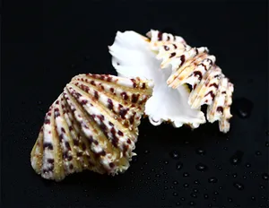 히포소라 (6cm 전후)