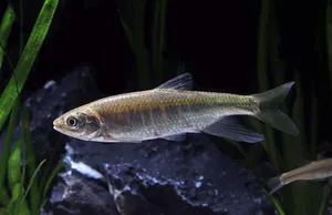 피라미 2마리 (4~7cm 전후)