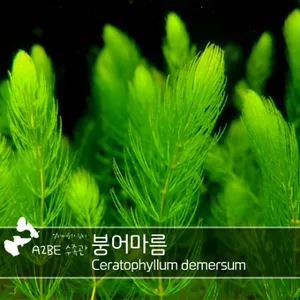 치어은신처/산란터등 다용도 수초 / 붕어마름 / 7촉