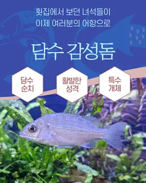 담수 감성돔 5cm전후