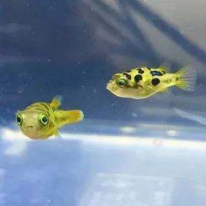 인디언 복어 1마리