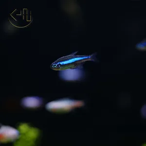 그린 네온 테트라 10수