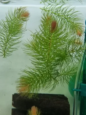 마츠모/붕어마름 1촉 15cm